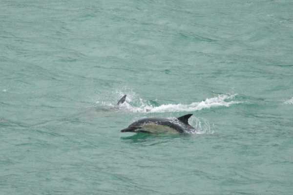 26 January 2020 - 09-09-
Duke and Doris  the Dartmouth Dolphins